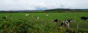 3日目　北海道の牛さん　こんにちわ